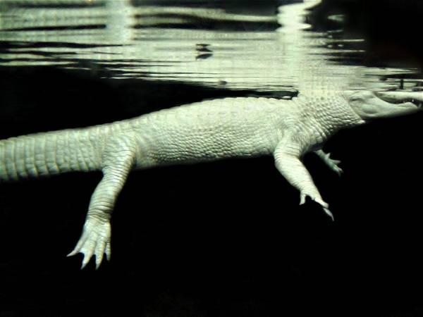 Nebraska zoo extracts 70 coins from white alligator's stomach