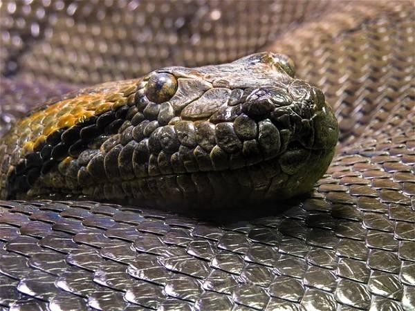 Biggest snake species in the world discovered in Amazon rainforest