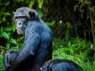 African great apes predicted to see frequent extreme climate events in the next 30 years