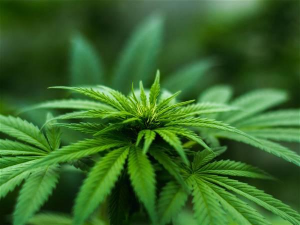 German Lawmakers Approve Cannabis Bill in Legalization Drive