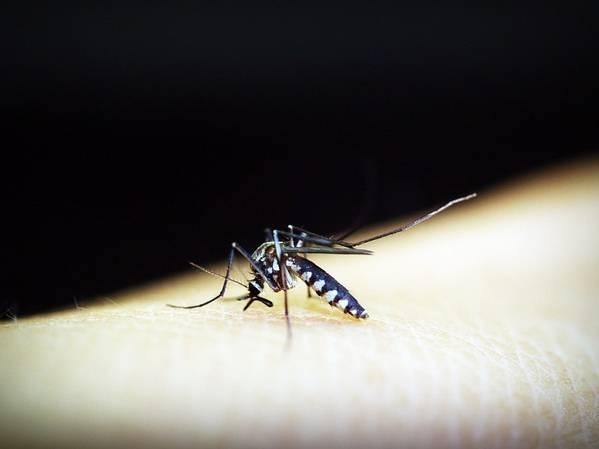 Dengue cases in Peru are surging, fueled by mosquitoes and high temperatures brought by El Niño
