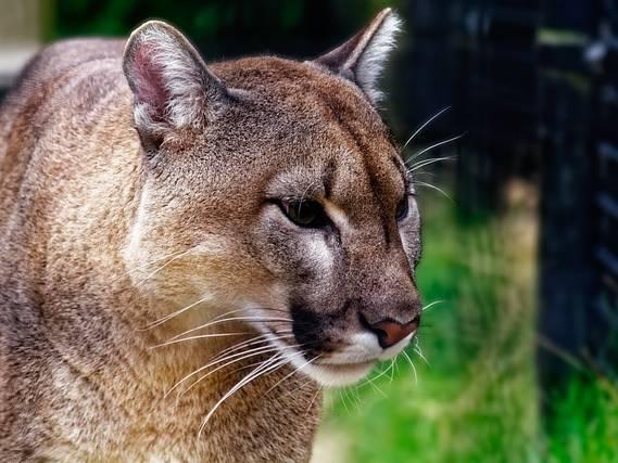 Mountain lion attack leaves man dead and injures his brother in California