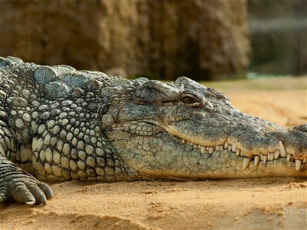 16-year-old boy killed by crocodile after boat breaks down: police