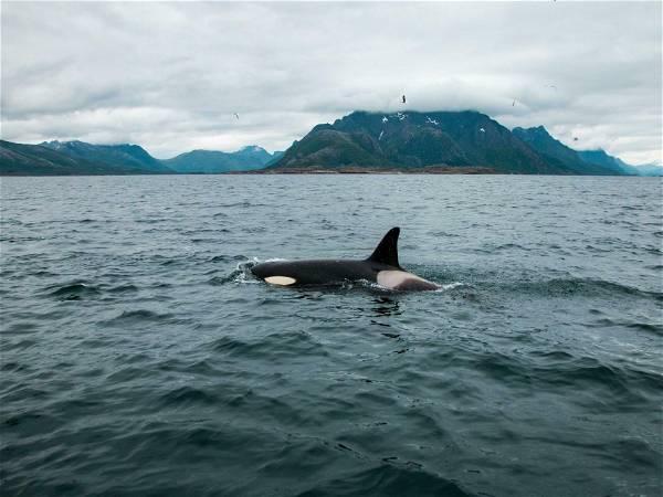'It was joy': Trapped B.C. orca calf eats seal meat, putting rescue on hold