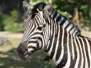 Police and public capture runaway zebras in Washington state, but one is still missing