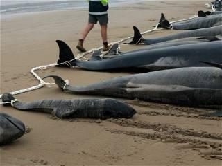 Dozens of whales die after 160 stranded in Western Australia