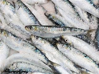 Fed plan to rebuild Pacific sardine population was insufficient, California judge finds