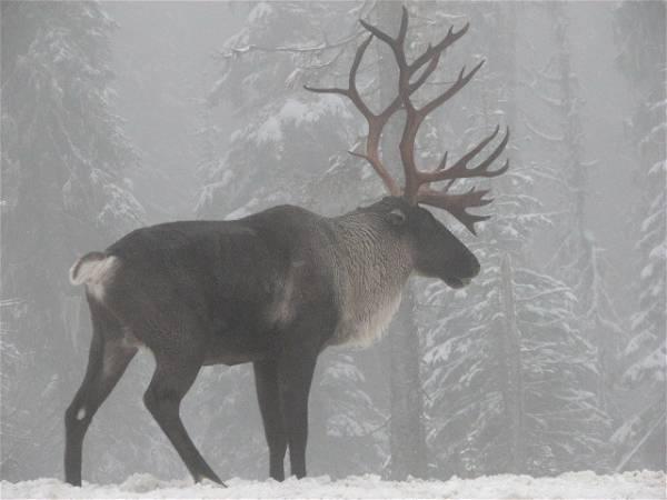 Climate change, not habitat loss, may be biggest threat to caribou herds: study