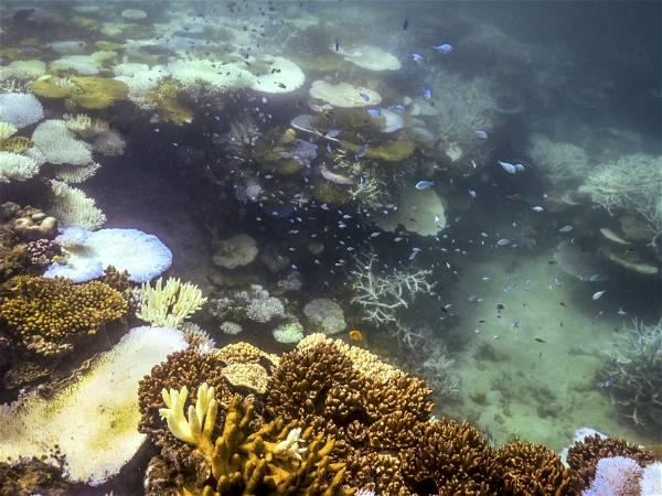 Extreme coral bleaching could spell worst summer on record for Great Barrier Reef, authority says