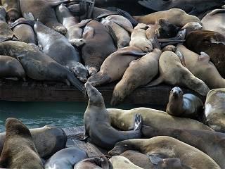 An anchovy feast draws a crush of sea lions to one of San Francisco's piers, the most in 15 years