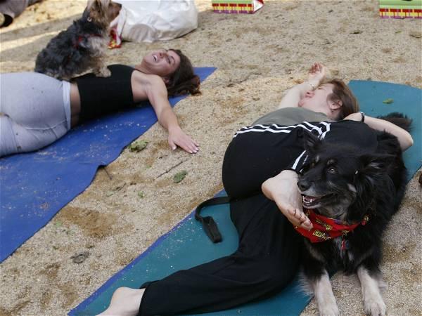 Italy bans puppy yoga on animal welfare grounds
