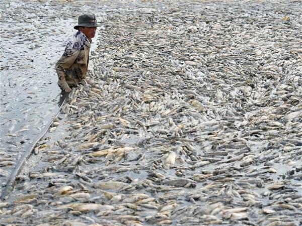 Mass fish die-off in Vietnam as heatwave roasts Southeast Asia